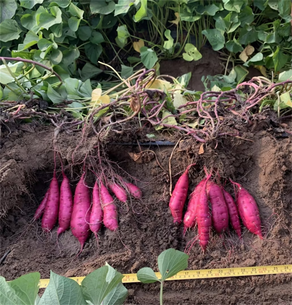 Bodog����-�����ɾͷǷ�,����Ʒ������