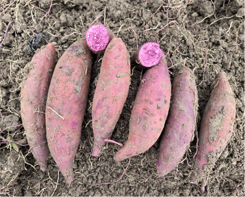 Bodog����-�����ɾͷǷ�,����Ʒ������