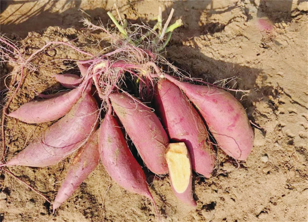 Bodog����-�����ɾͷǷ�,����Ʒ������