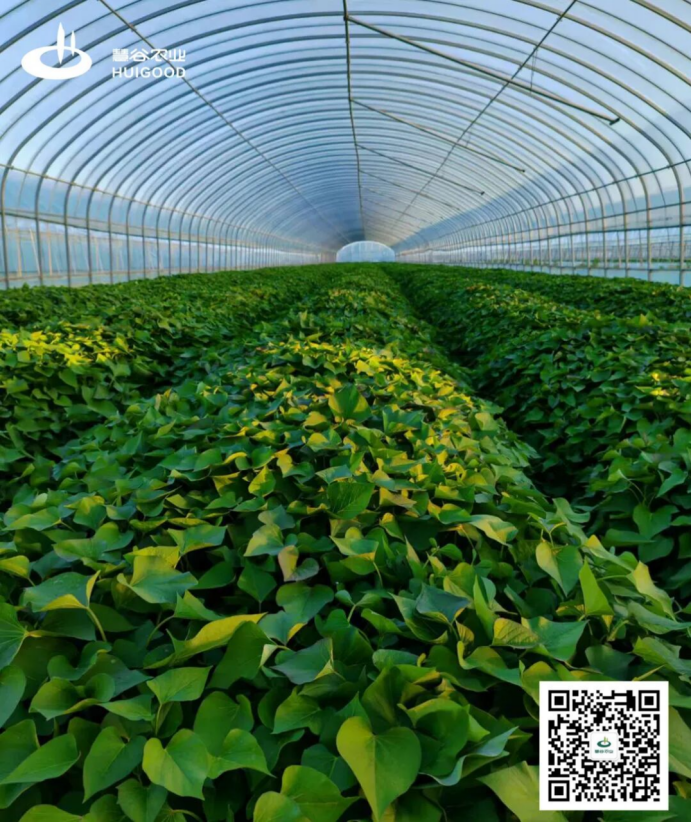 Bodog����-�����ɾͷǷ�,����Ʒ������