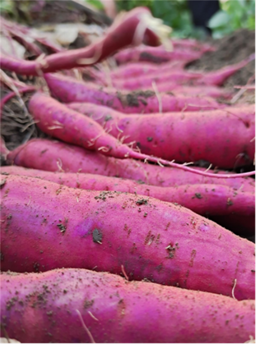 Bodog����-�����ɾͷǷ�,����Ʒ������